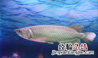 最不挑水质的鱼 养什么鱼最不挑水质