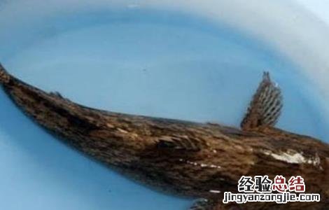 笋壳鱼养殖技术 笋壳鱼养殖日常管理
