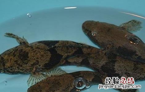 笋壳鱼养殖技术 笋壳鱼养殖日常管理