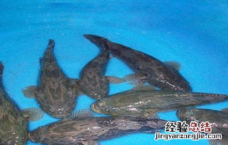 笋壳鱼养殖技术 笋壳鱼养殖日常管理