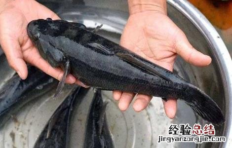 笋壳鱼养殖技术 笋壳鱼养殖日常管理
