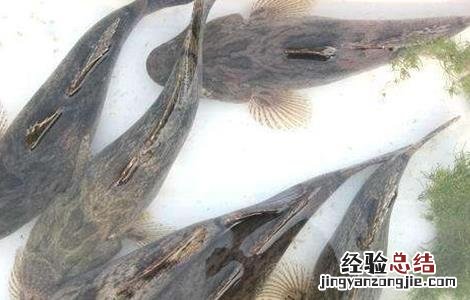 笋壳鱼养殖注意事项 笋壳鱼养殖注意事项和禁忌