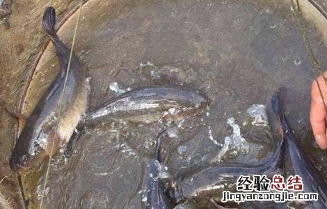 笋壳鱼养殖注意事项 笋壳鱼养殖注意事项和禁忌