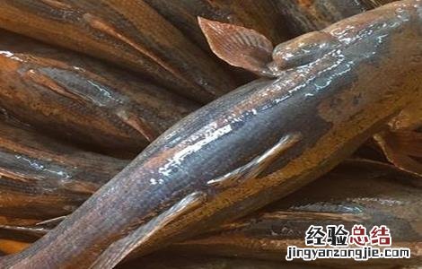 笋壳鱼禁忌 笋壳鱼疾病防治技巧