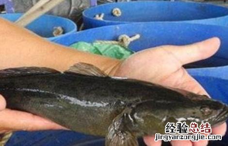 笋壳鱼禁忌 笋壳鱼疾病防治技巧
