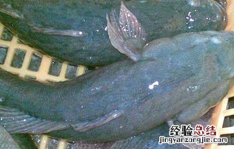 笋壳鱼禁忌 笋壳鱼疾病防治技巧