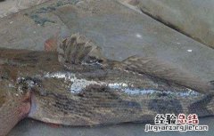 笋壳鱼禁忌 笋壳鱼疾病防治技巧