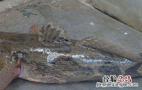 笋壳鱼禁忌 笋壳鱼疾病防治技巧