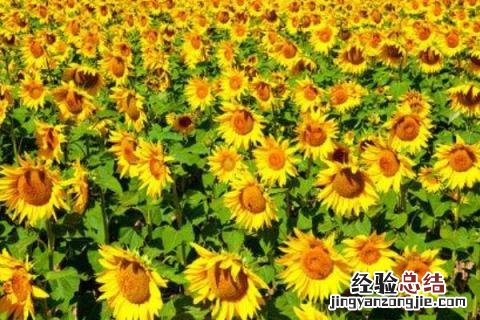 松嫩平原主要种植的农作物 松嫩平原主要经济作物