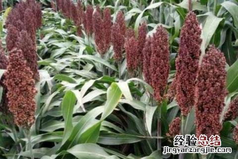 松嫩平原主要种植的农作物 松嫩平原主要经济作物