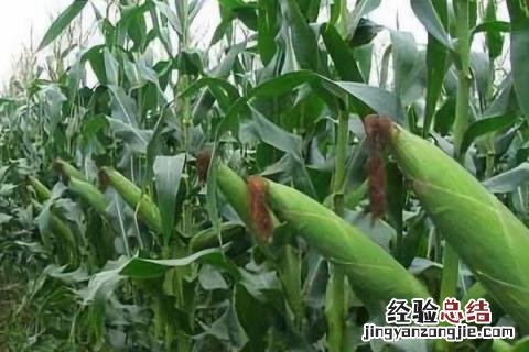 松嫩平原主要种植的农作物 松嫩平原主要经济作物