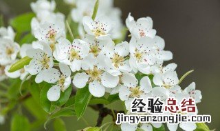 关于梨花800字作文 关于梨花800字作文怎么写