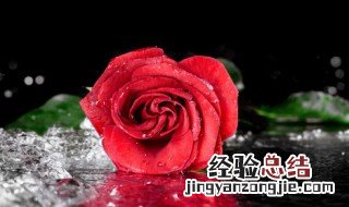关于玫瑰花的朋友圈文案短句 关于玫瑰花的朋友圈文案
