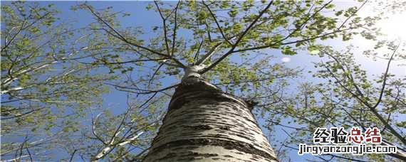 杨树种植技术要点有哪些 杨树种植技术要点
