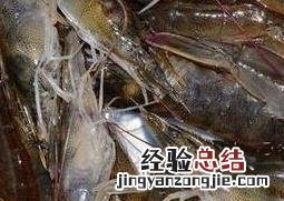 黑虎虾和基围虾的营养价值 基围虾的营养价值