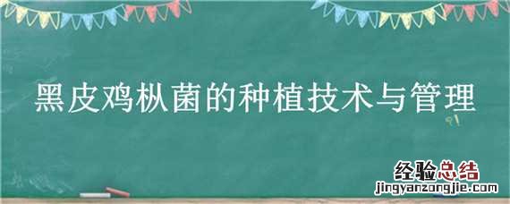 黑皮鸡枞菌种植栽培技术 黑皮鸡枞菌种植栽培技术公司
