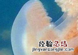 海蜇和水母的区别 海蜇和水母的区别是什么?