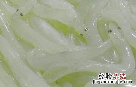 银鱼种苗培育方法 银鱼种苗培育方法图片