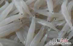 银鱼种苗培育方法 银鱼种苗培育方法图片