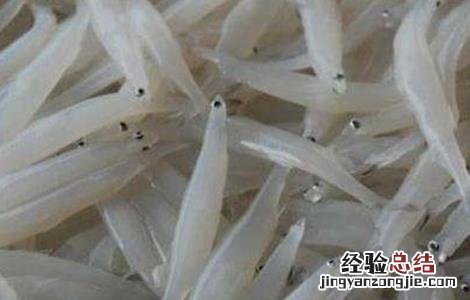 银鱼种苗培育方法 银鱼种苗培育方法图片