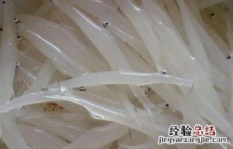 银鱼种苗培育方法 银鱼种苗培育方法图片