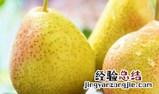 煮稀饭放梨和南瓜可以吗 梨可以放在稀饭里一起煮吗
