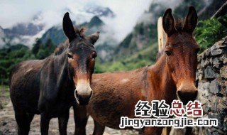 骡子为什么不能生育下一代 骡子为什么不能生育下一代古代战马是马还是骡子