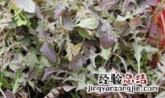 紫荠菜食用方法 怎么吃紫荠菜