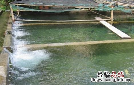 如何大量养殖饵料鱼 养鱼怎样提高饵料的利用率