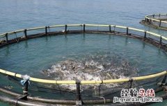 如何大量养殖饵料鱼 养鱼怎样提高饵料的利用率