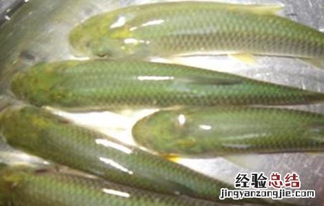 怎样繁殖草鱼苗 怎样繁殖草鱼