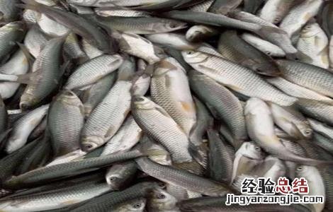 怎样繁殖草鱼苗 怎样繁殖草鱼