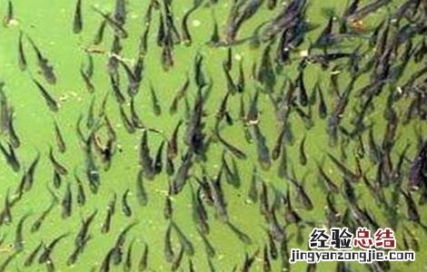 怎样繁殖草鱼苗 怎样繁殖草鱼