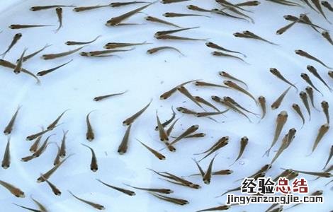 怎样繁殖草鱼苗 怎样繁殖草鱼