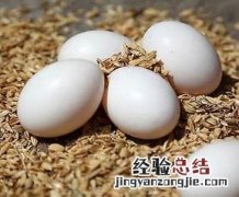鸽子蛋的营养价值及功效和禁忌 鸽子蛋的营养价值及功效