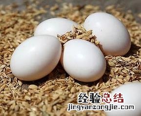 鸽子蛋的营养价值及功效和禁忌 鸽子蛋的营养价值及功效
