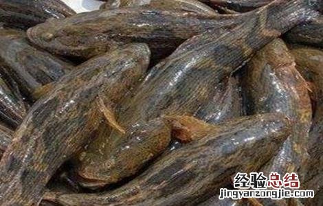 笋壳鱼养殖技术书本 笋壳鱼的养殖技术