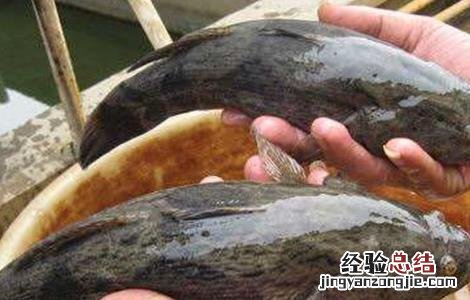笋壳鱼养殖技术书本 笋壳鱼的养殖技术