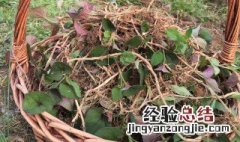 鱼腥草煮水几分钟可以 新鲜鱼腥草煮水要煮几分钟
