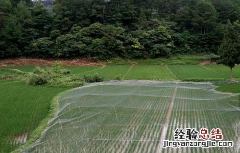 罗非鱼的养殖模式 罗非鱼立体养殖模式