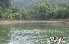 罗非鱼的养殖模式 罗非鱼立体养殖模式