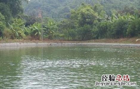 罗非鱼的养殖模式 罗非鱼立体养殖模式