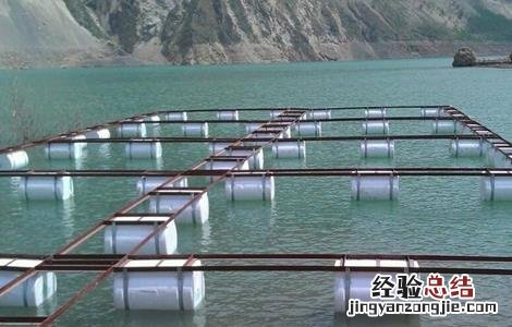 罗非鱼的养殖模式 罗非鱼立体养殖模式