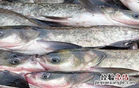 鲢鱼养殖的注意事项 鲢鱼的养殖方法和技术
