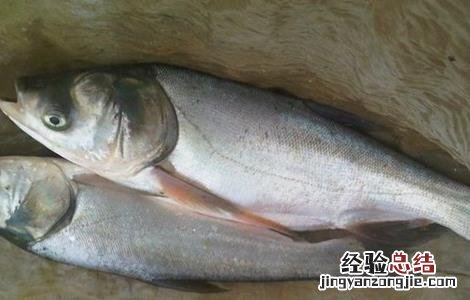 鲢鱼养殖的注意事项 鲢鱼的养殖方法和技术