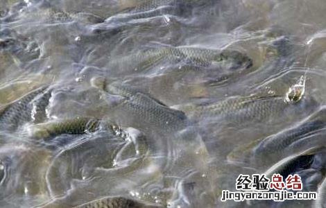 鲢鱼养殖的注意事项 鲢鱼的养殖方法和技术