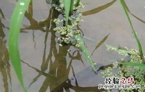 稻花鱼养殖技术及价格 稻花鱼养殖技术