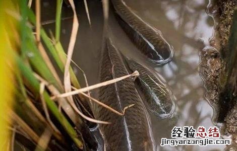 稻花鱼养殖技术及价格 稻花鱼养殖技术