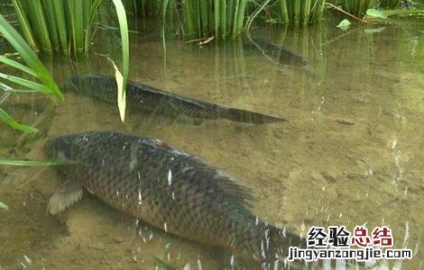 稻花鱼养殖技术及价格 稻花鱼养殖技术