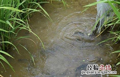 稻花鱼养殖技术及价格 稻花鱼养殖技术